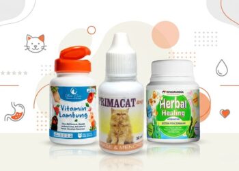 10 Rekomendasi Obat Diare Kucing Terbaik